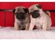 Regalo cachorros carlino pug