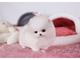 Regalo cachorros toy chihuahua para adopcion - Foto 1