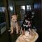 Regalo Dulce Shiba Inu cachorros para casas nuevas - Foto 2