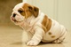 Regalo fantástico, sano cachorros bulldog inglés para la adopción - Foto 1