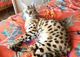 Regalo gatitos muy sabrosos de la sabana para su familia - Foto 1