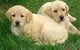 Regalo Hermosos cachorros sanos de labrador para adopción - Foto 1