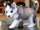 Regalo hermosos perros husky siberiano son tan pequeños y lindos