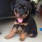 Regalo hermosos rottweiler