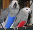 Regalo increíble africano gris loros para su adopción