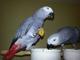 Regalo increíble africano gris loros para su adopción - Foto 1