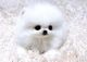 Regalo increíble blanco pomeranian cachorros - Foto 1