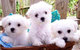 Regalo increíble cachorros malteses para la adopción urgente - Foto 1