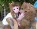 Regalo increíble monos capuchinos para la adopción