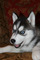 Regalo lindo cachorro de husky siberiano para la adopción - Foto 1