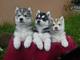Regalo lindo, perros husky siberiano de ojos azules para su adopc - Foto 1