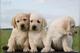 Regalo preciosos camada de Labradores retriver - Foto 1
