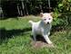 Shiba inu se entregan con dos meses hay blanco