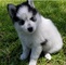 Súper lindo cachorros pomsky para la adopción - Foto 1