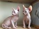 Tenemos gatitos impresionantes de Sphynx disponibles para la adop - Foto 1