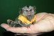 Tiny bebé monos de jabalí para su adopción