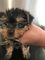 Yorkshire terrier cachorros para la adopción - Foto 1