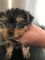 Yorkshire terrier cachorros para la adopción