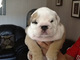 Abierto a montas este espectacular macho de bulldog americano