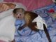 Adorable bebé capuchino