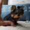 Adorable juguete y teacup yorkies cachorros