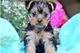 Adorable yorkie cachorros para la adopción