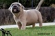 American Bully - Foto 1