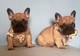 Bulldog frances fawn whatsapp me abajo +436606435501