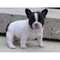 Bulldog francés pedigree - Foto 1