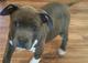 Cachorritos american staffordshire terrier