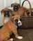 Cachorros akc boxer whatsapp me abajo +436606435501