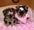 Cachorros akc yorkshire terrier (1 chico y 1 chica izquierd 001 - Foto 1