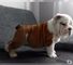 Cachorros bulldog ingleses encantadores 001,.,.,.,./// - Foto 1