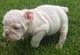 Cachorros bulldog ingleses encantadores