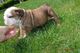 Cachorros bulldog ingleses lindos y encantadores - Foto 1