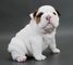 Cachorros bulldog ingleses magníficos - Foto 1