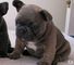Cachorros de bulldog francés criados en casa disponibles
