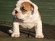 Cachorros de bulldog inglés entrenados potty - Foto 1
