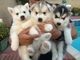 Cachorros de husky siberiano registrados para adopción