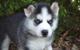 Cachorros de Husky siberiano whatsapp me abajo +436606435501 - Foto 1