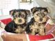 Cachorros de yorkie para la venta