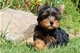 Cachorros de Yorkie para la venta - Foto 1