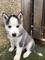 Cachorros husky siberiano bonito y amigable para la adopción - Foto 1
