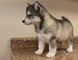 Cachorros Husky Siberiano listos para la entrega - Foto 1