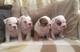 Cachorros ingleses dulces del toro para la adopción - Foto 1