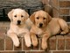 Cachorros inteligentes de labrador retriever para adopción