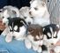 Cachorros magníficos del husky siberiano 001,.,.,.,