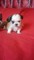 Cachorros shih tzu