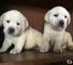 Calidad Labrador cachorros pequeños 001,.,./// - Foto 1
