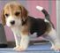 Camada de beagle tricolor en venta